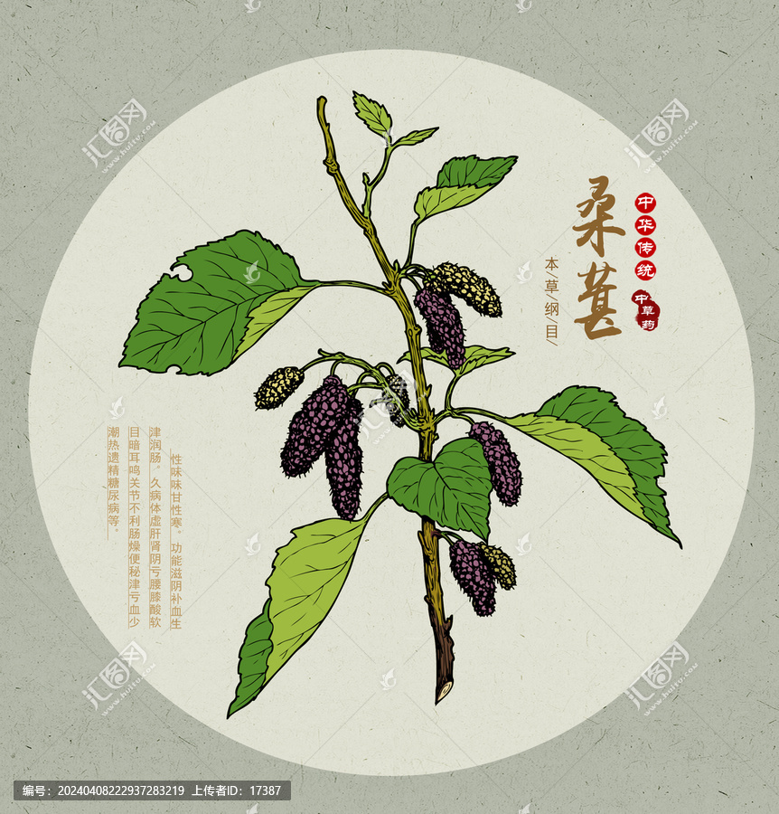 桑葚插畫