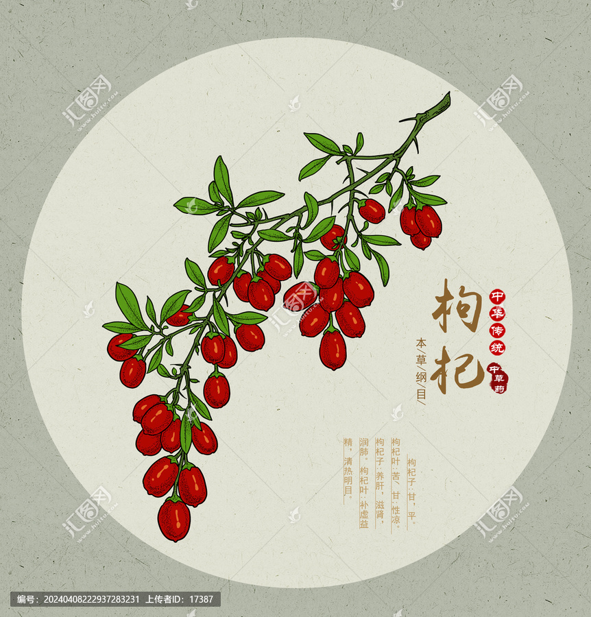 枸杞插畫