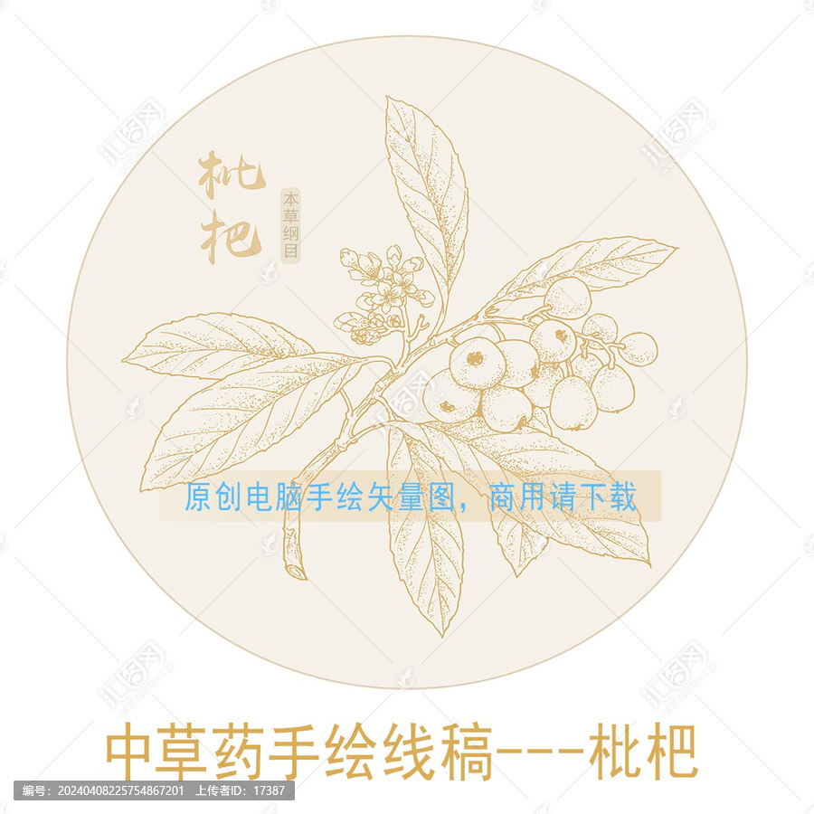 枇杷線稿