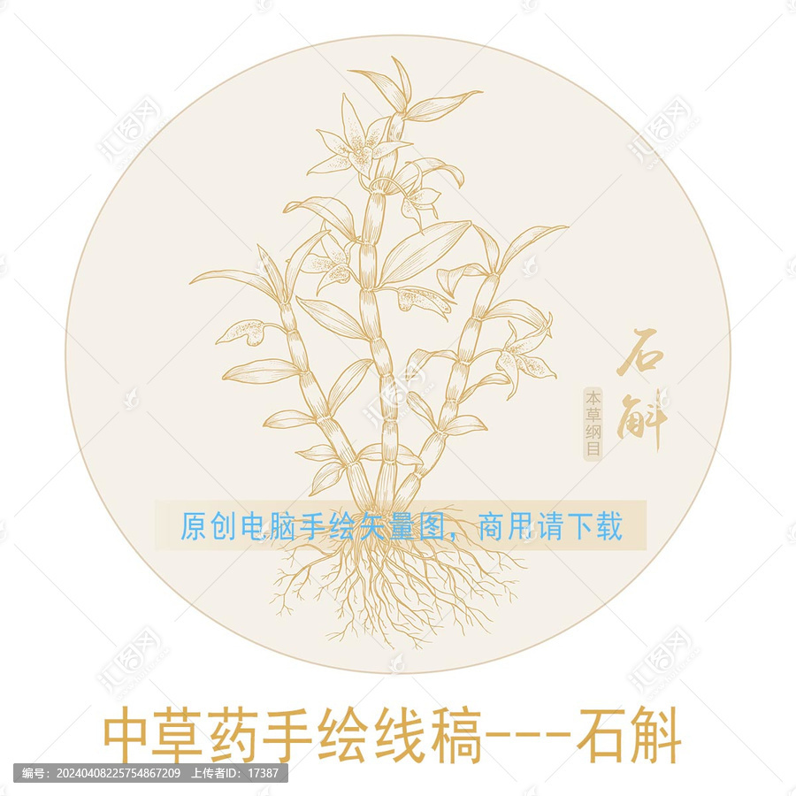石斛線稿