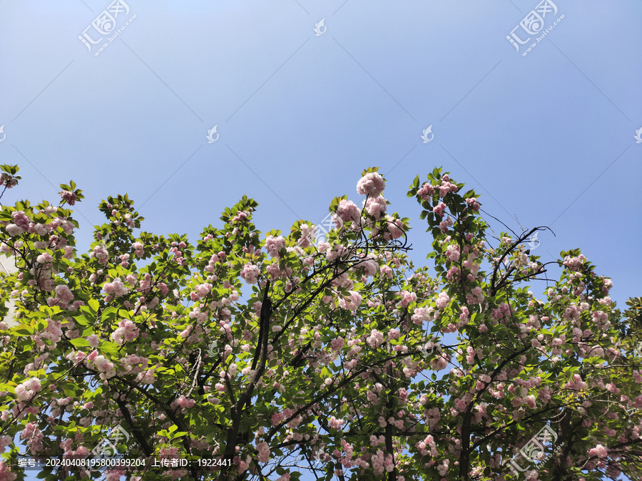 粉色樱花背景