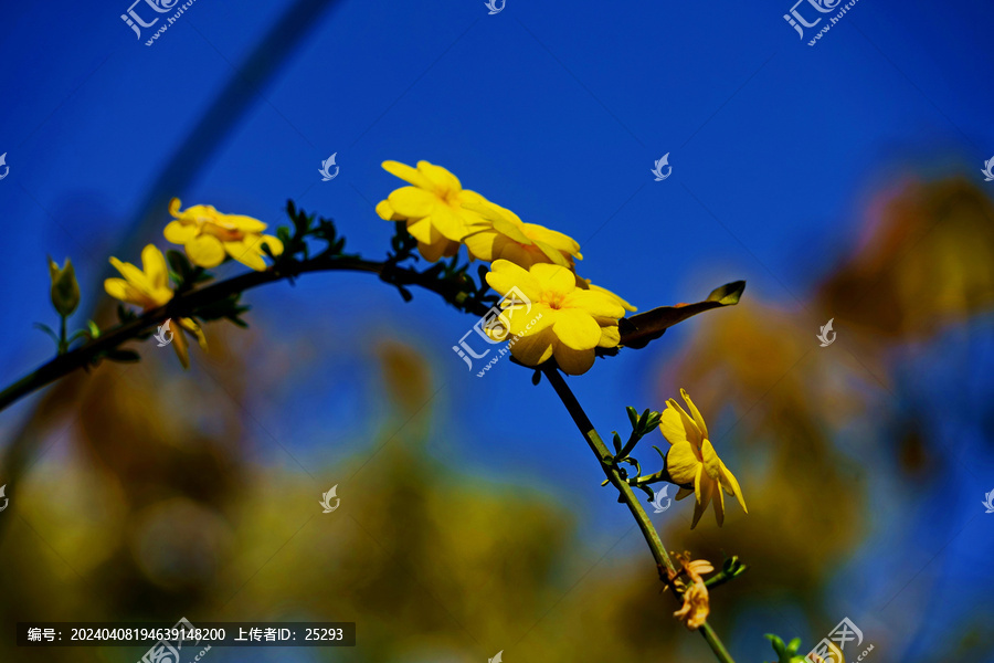 迎春花特写