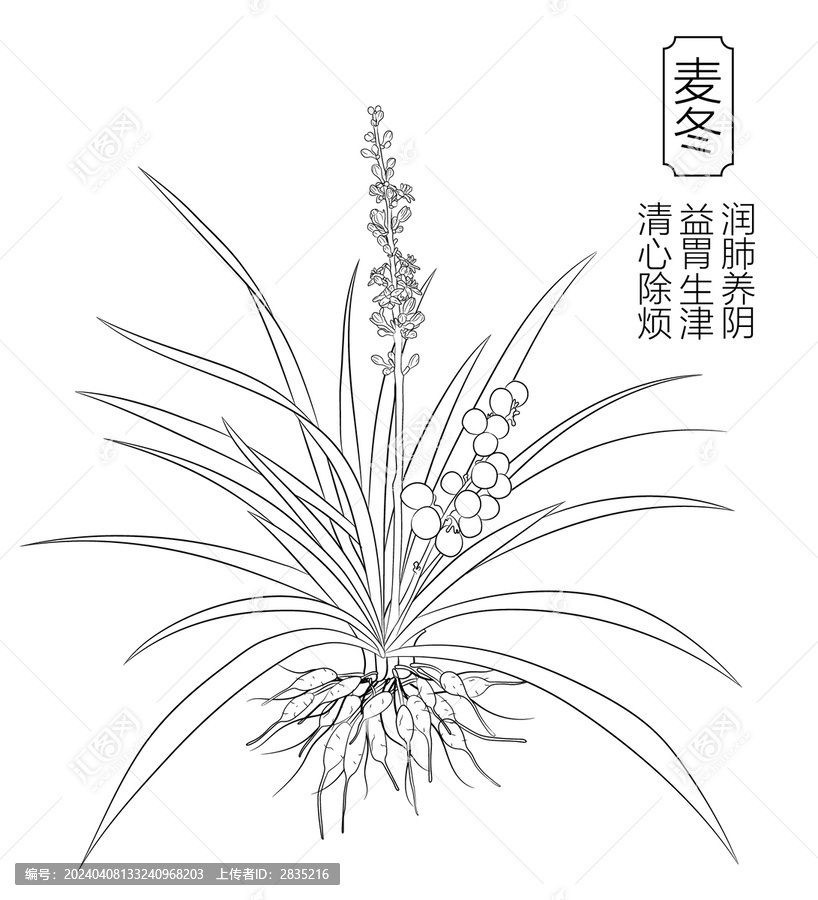麥冬線稿