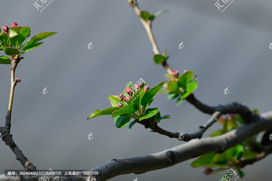 海棠花花蕾春天海棠花树枝花朵