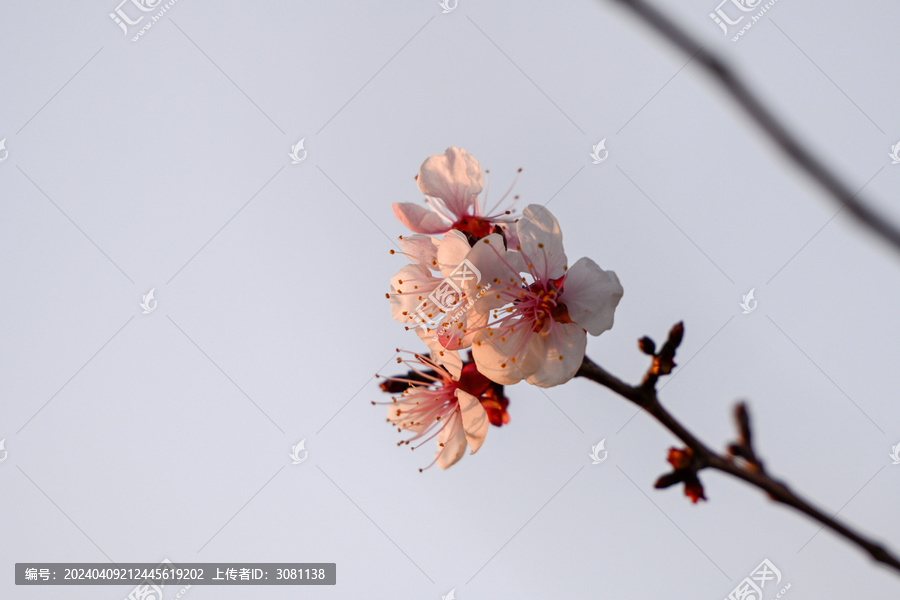 杏花特写春天杏花盛开花朵蓝背景