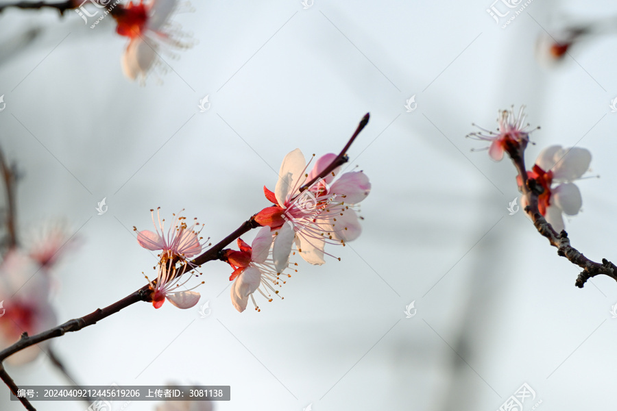 杏花特写春天杏花盛开花朵蓝背景