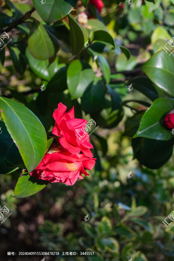 红色月季花