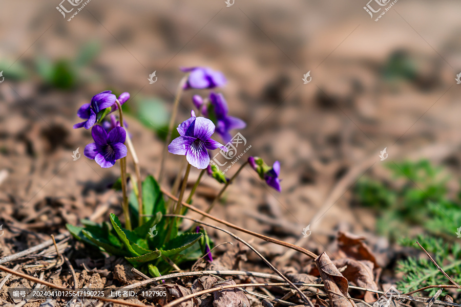 紫花地丁