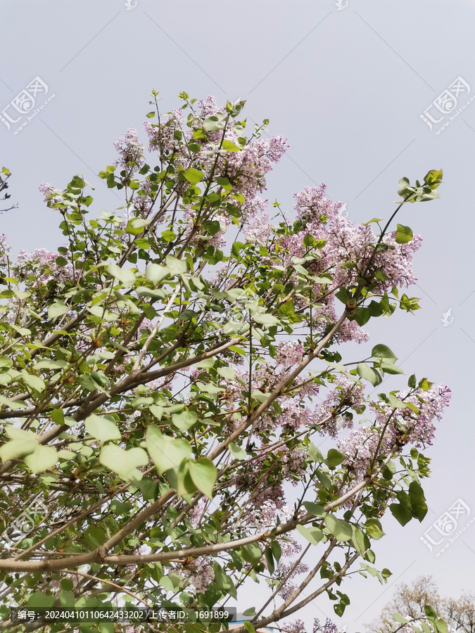 丁香花丁香