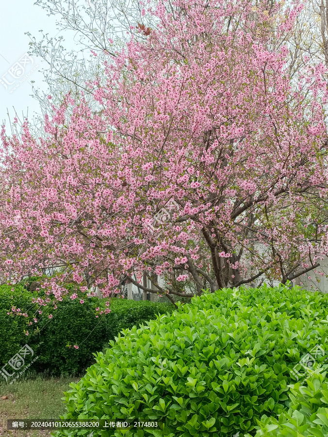 大街上的花开了