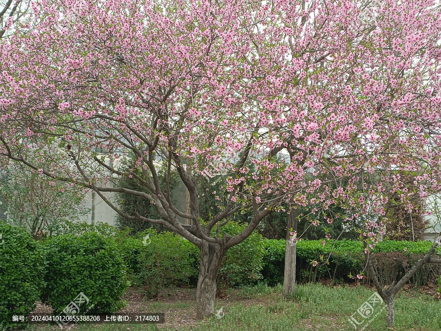 大街上的花开了