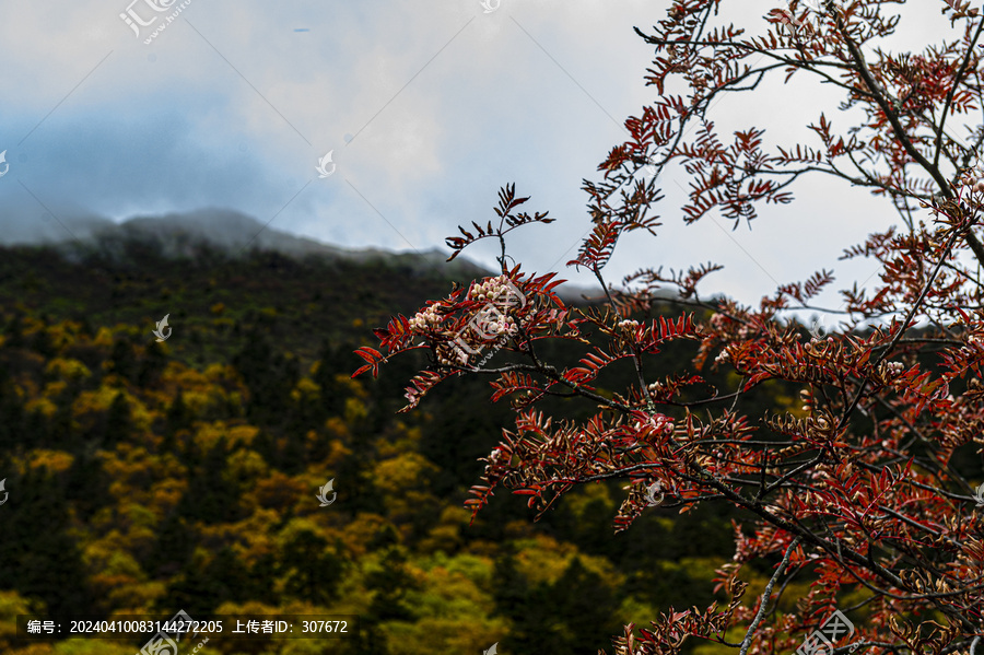 四川黄龙风光