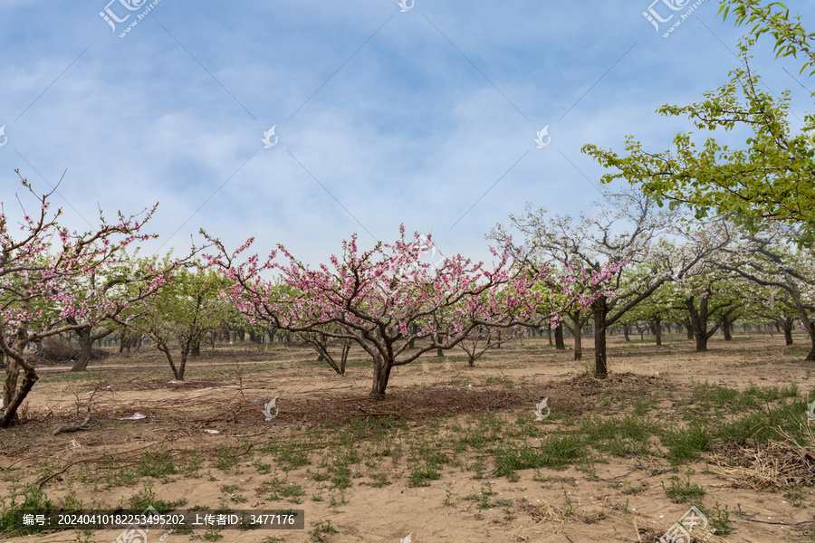 万亩梨园里的梨花桃花