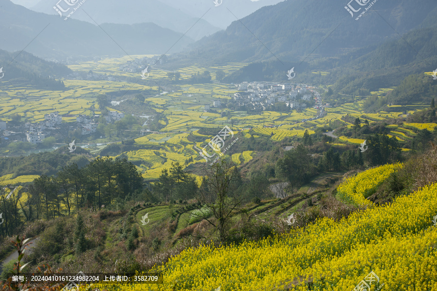 山村外处处布满了油菜花地