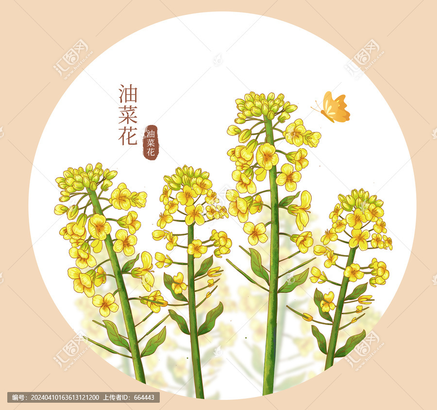 油菜花插畫(huà)