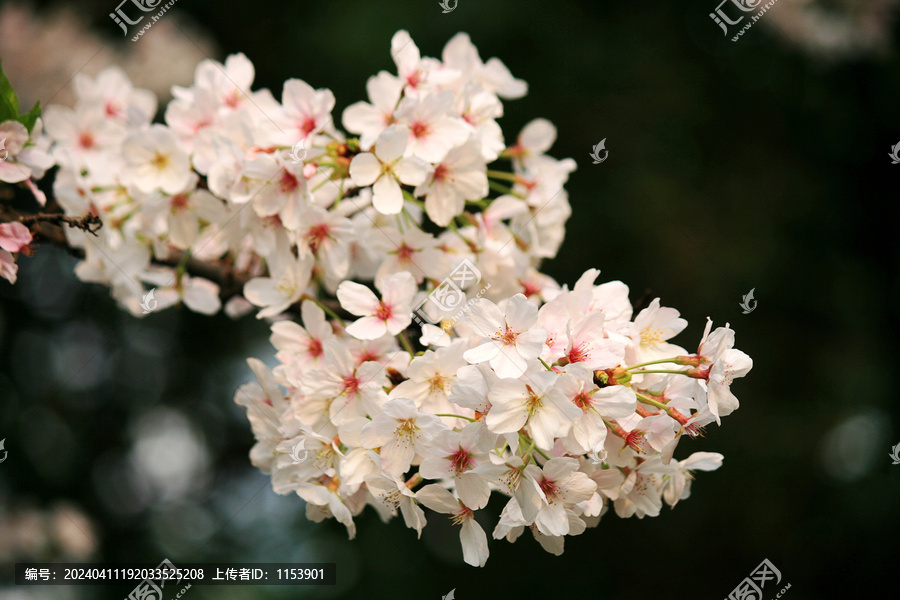 东京樱花