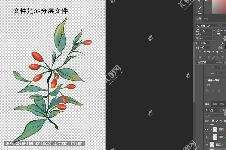 枸杞手繪插畫