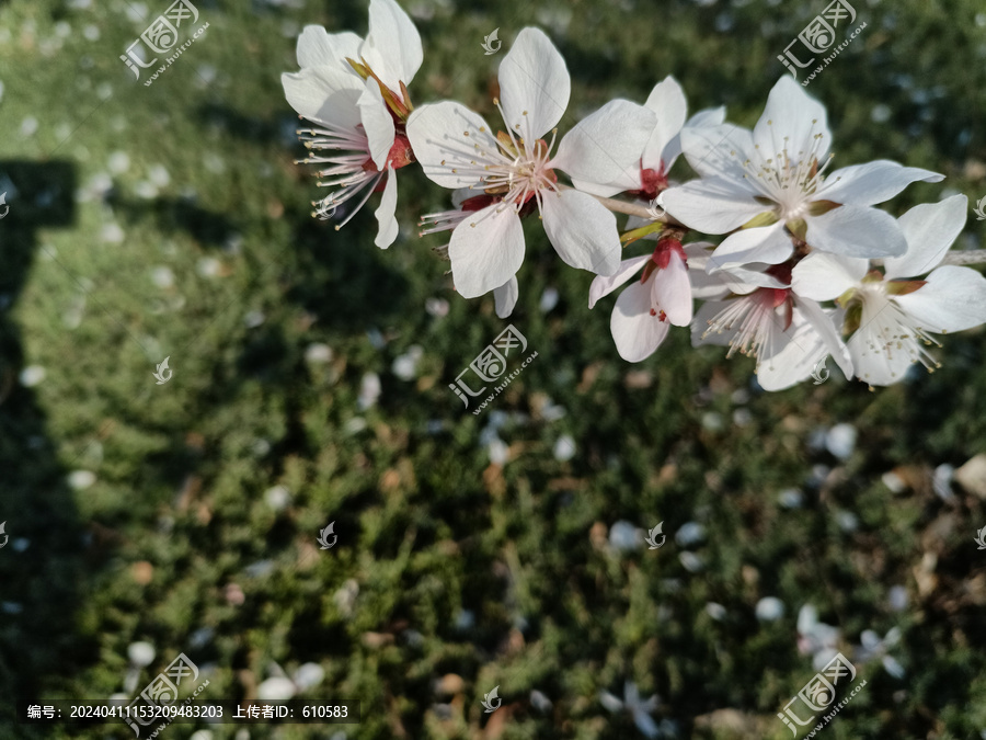 桃花绿地落英缤纷