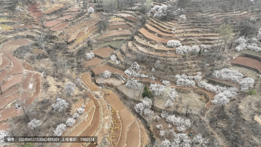 沂蒙山村春暖花开