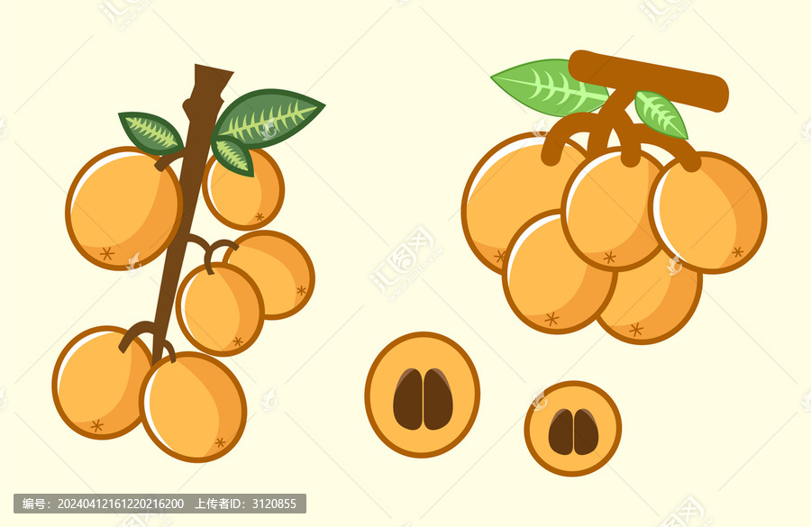 枇杷矢量包裝插畫