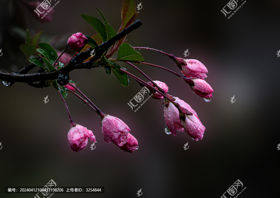 春雨中含苞待放的海棠花