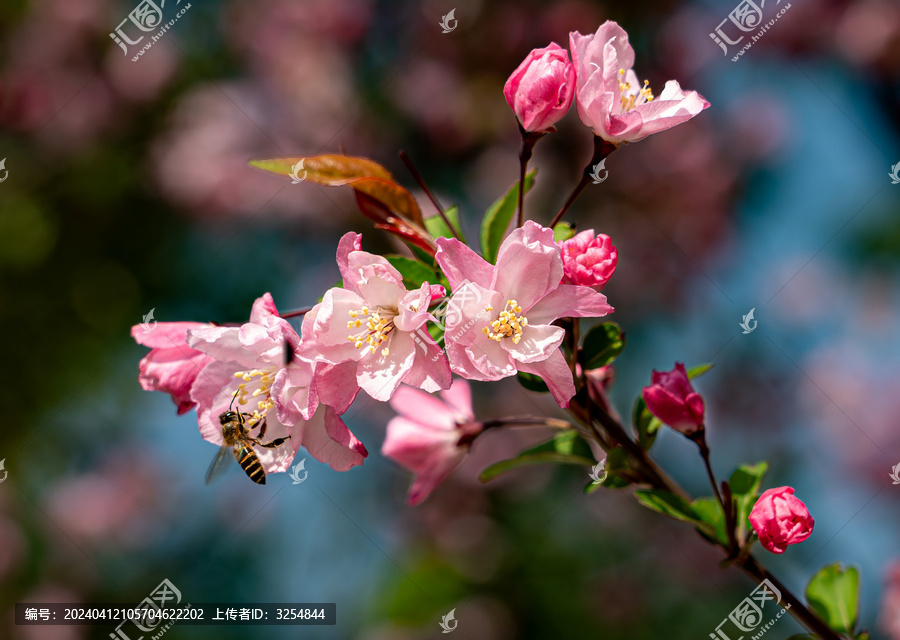 海棠蜜蜂