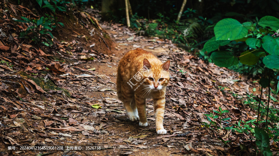 橘猫