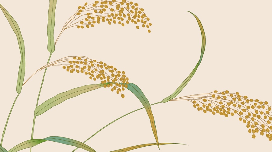 大黃米插圖