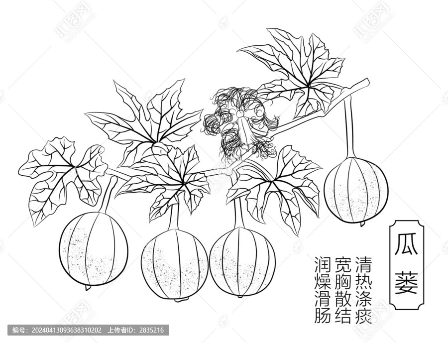 瓜蔞線稿