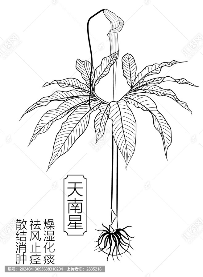 天南星線稿