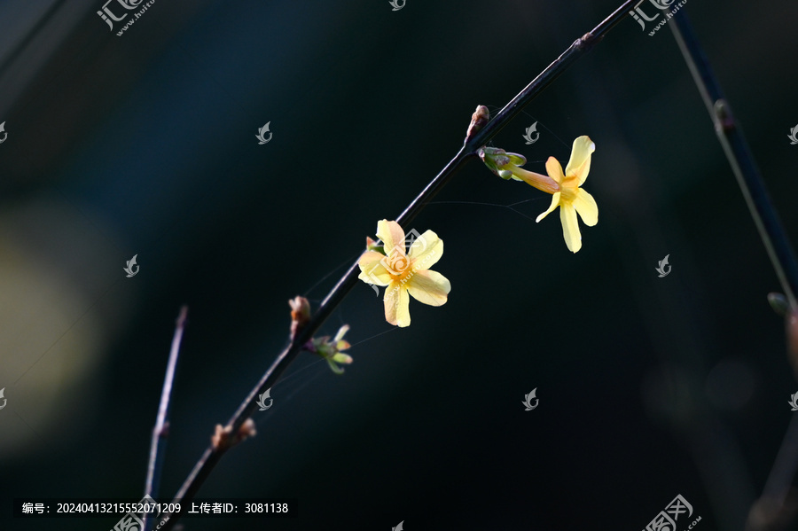 迎春花春天盛开花朵