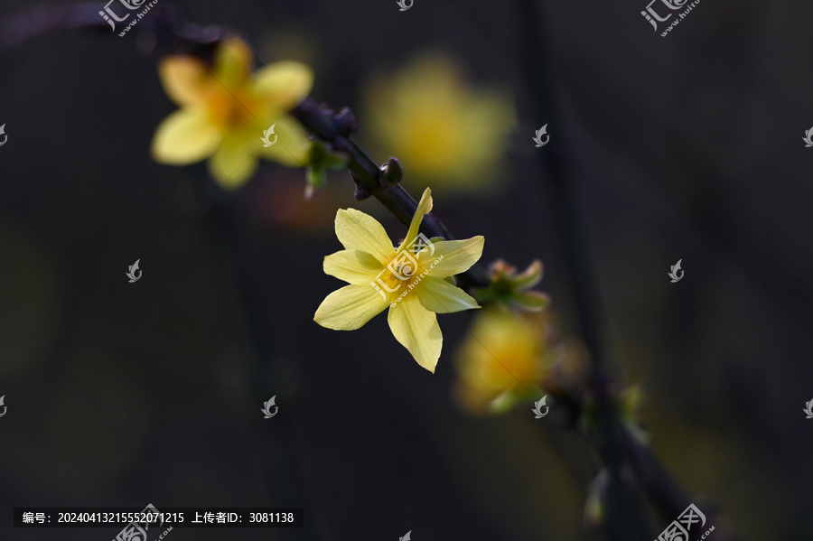 迎春花春天盛开花朵