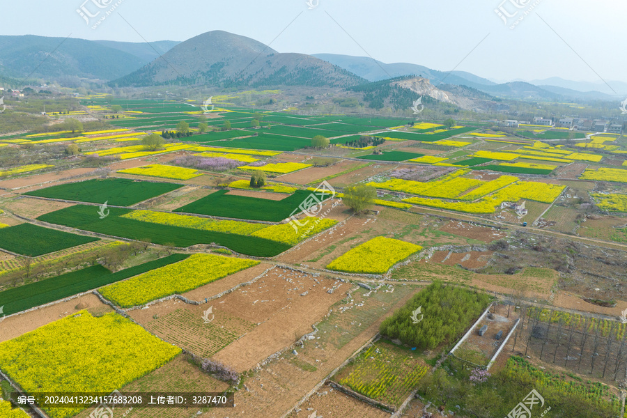 山野油菜田