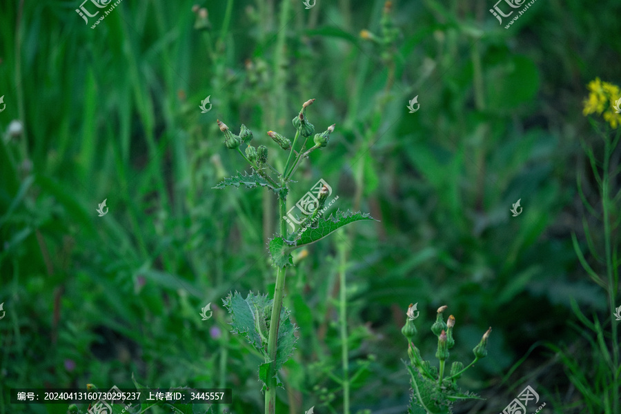 绿色植物素材