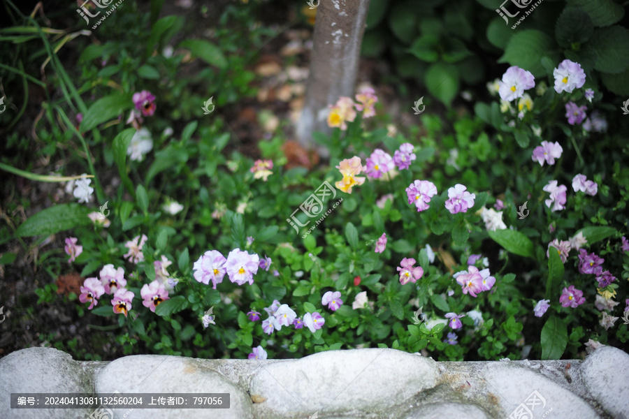 庭院里的小雏菊