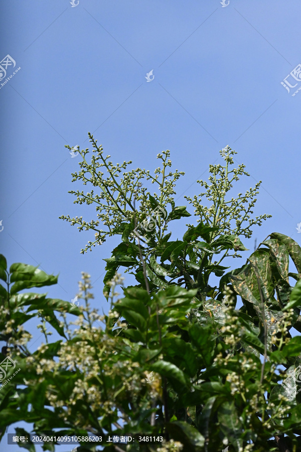 黄皮树黄皮花