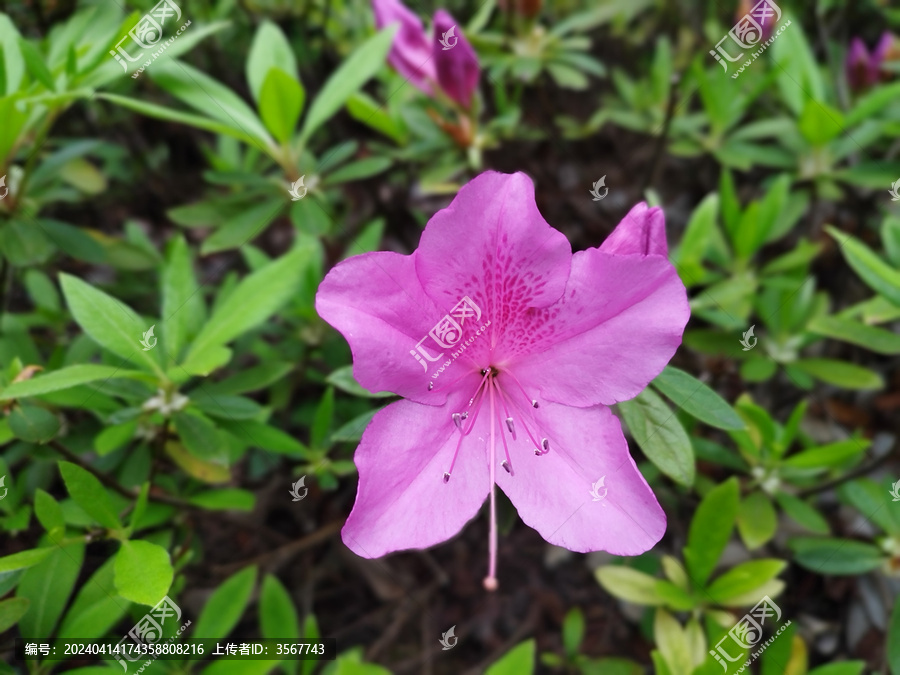 映山红花朵