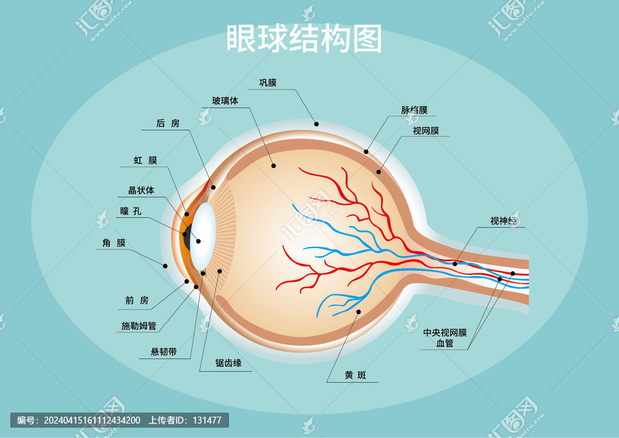 眼球結(jié)構(gòu)圖
