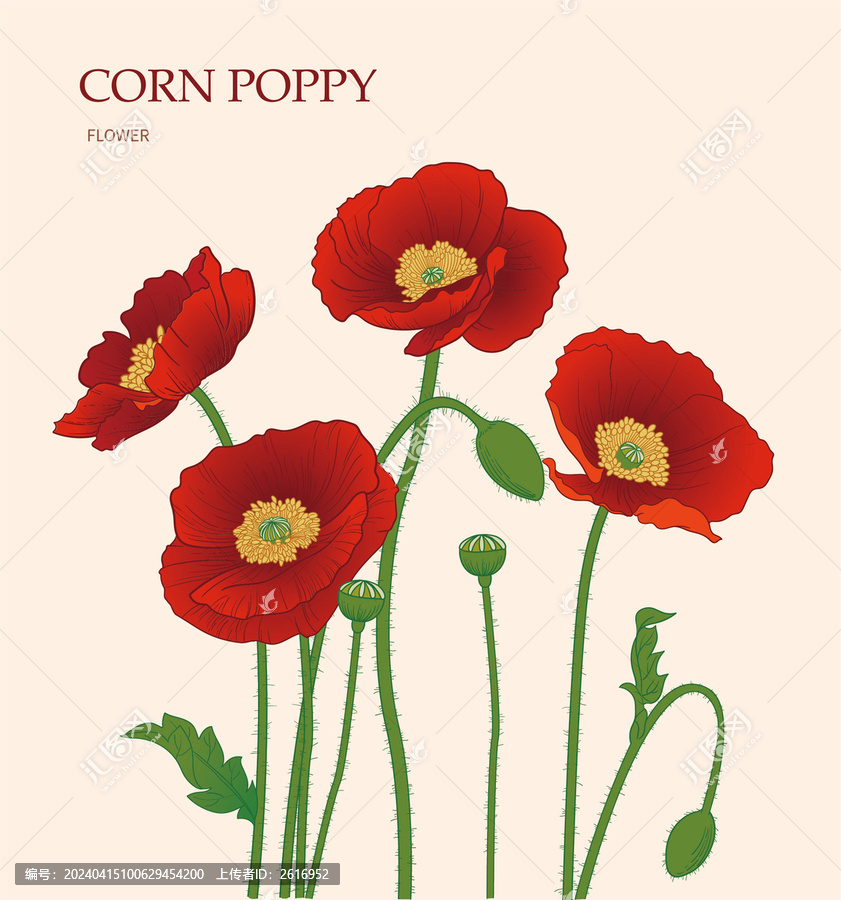 紅色花朵虞美人