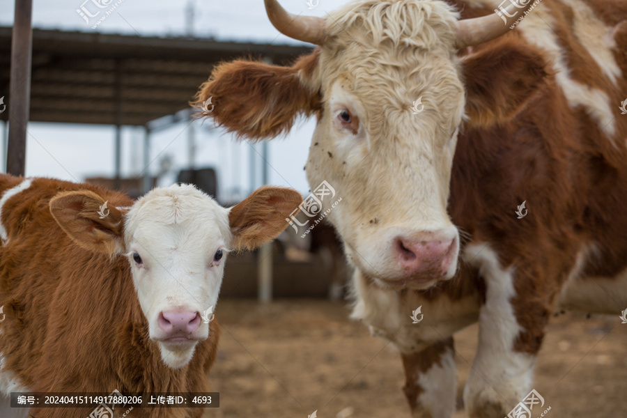 牛圈里的母牛和小牛