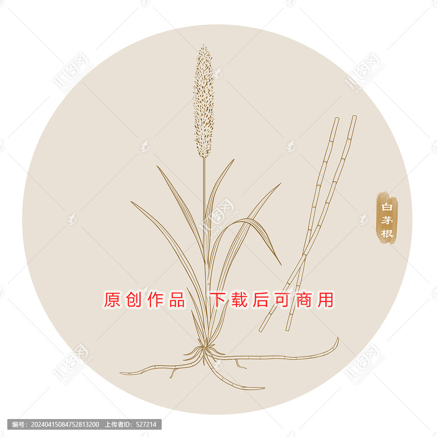 線描白茅根