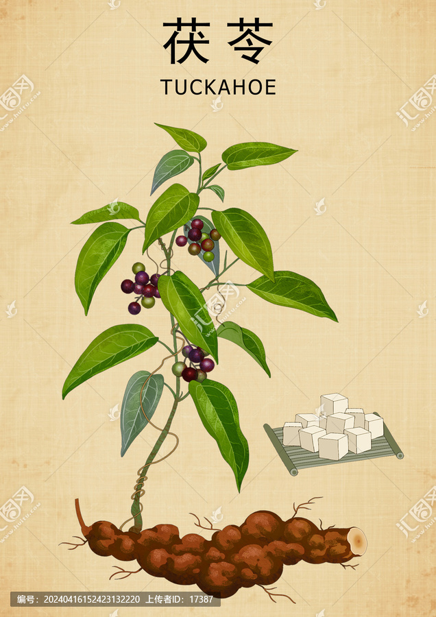 手繪茯苓