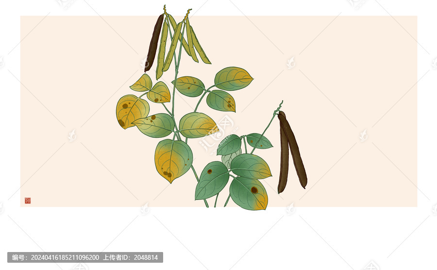 綠豆插圖