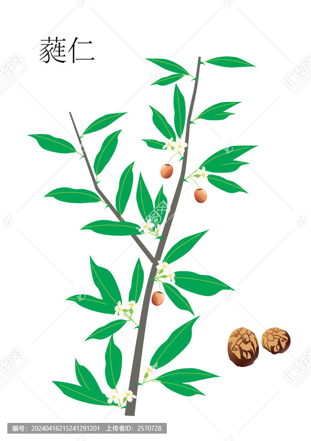 蕤仁