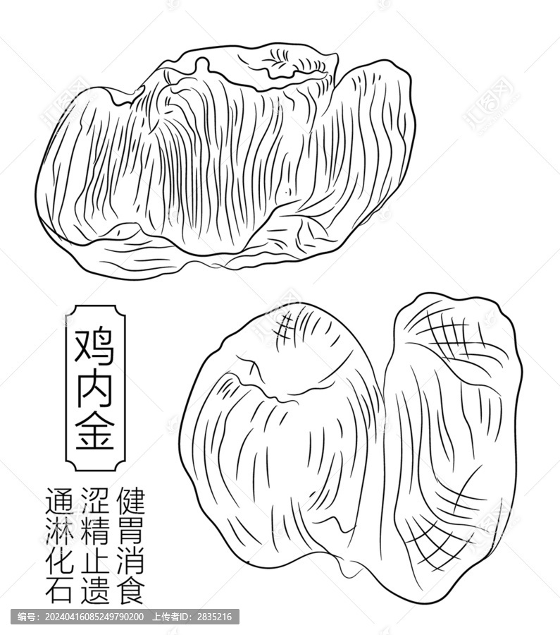 雞內(nèi)金線稿