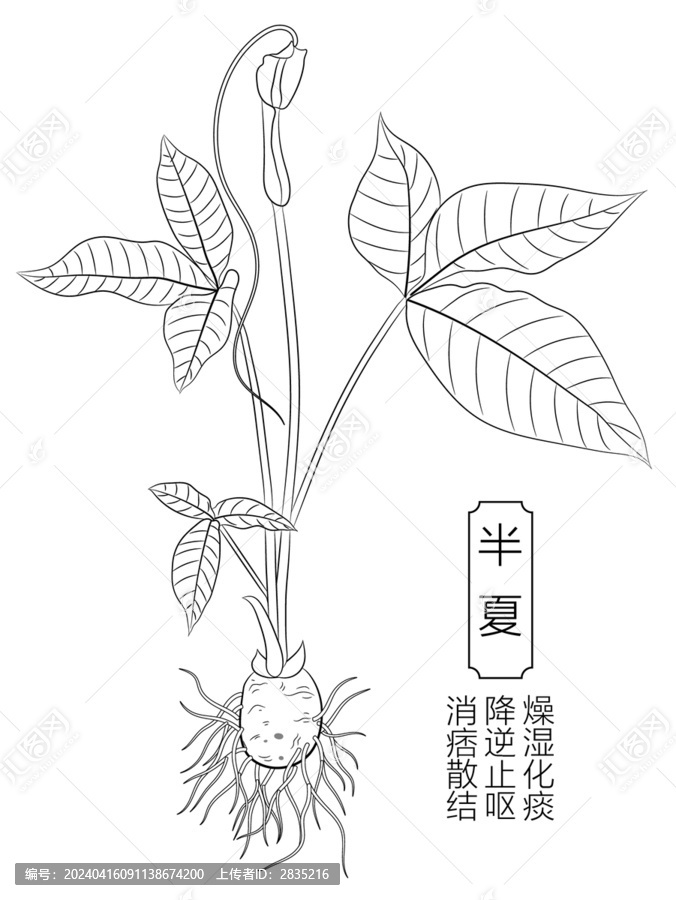 半夏線稿