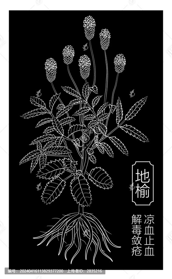 地榆