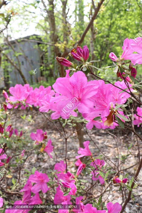 广富林郊野公园杜鹃花