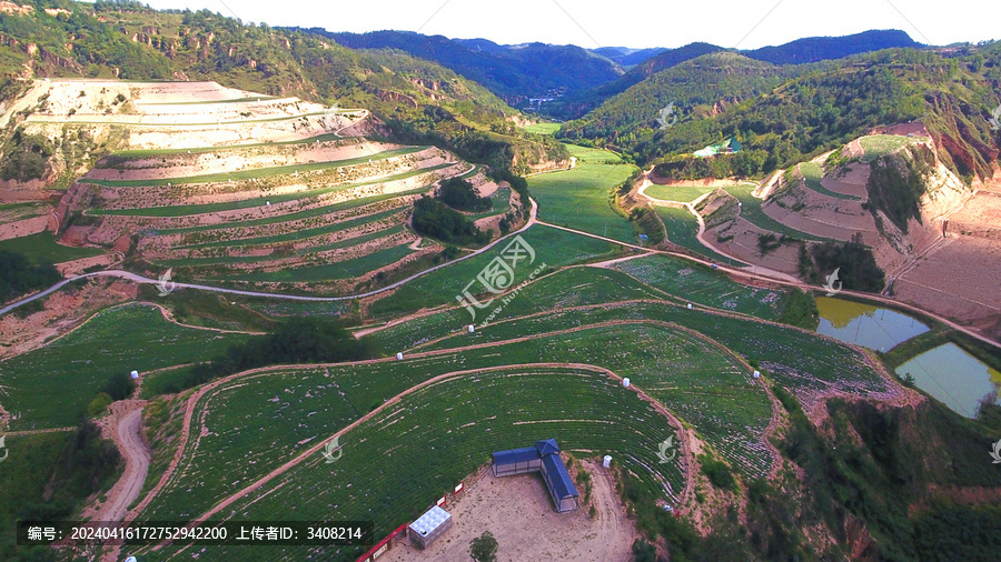 甘谷驿红薯基地