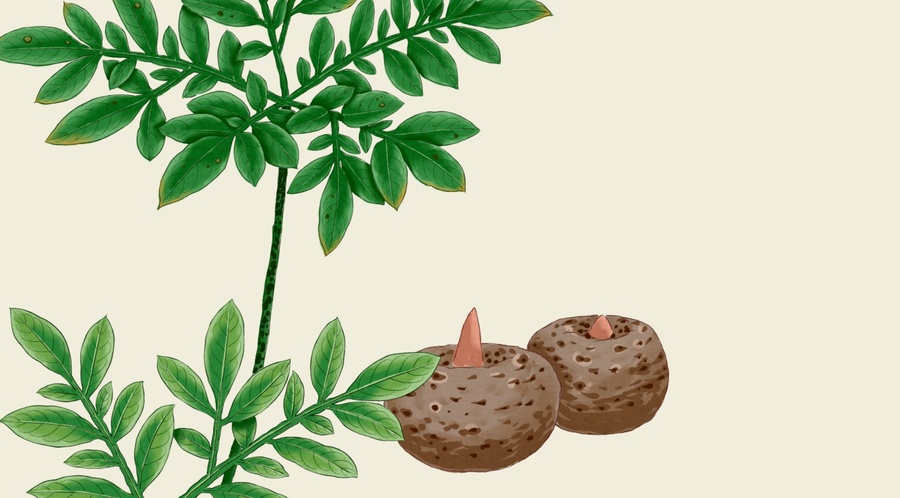 魔芋插圖手繪